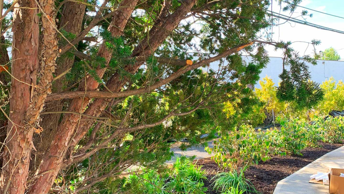 Memory Care Gardens