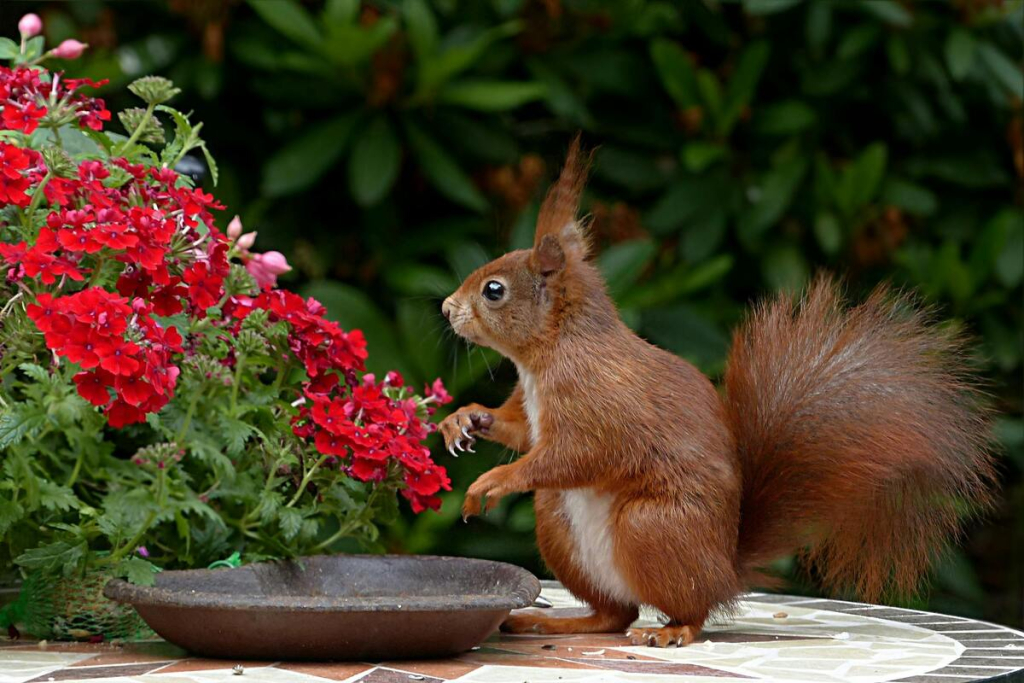A squirrel in a garden