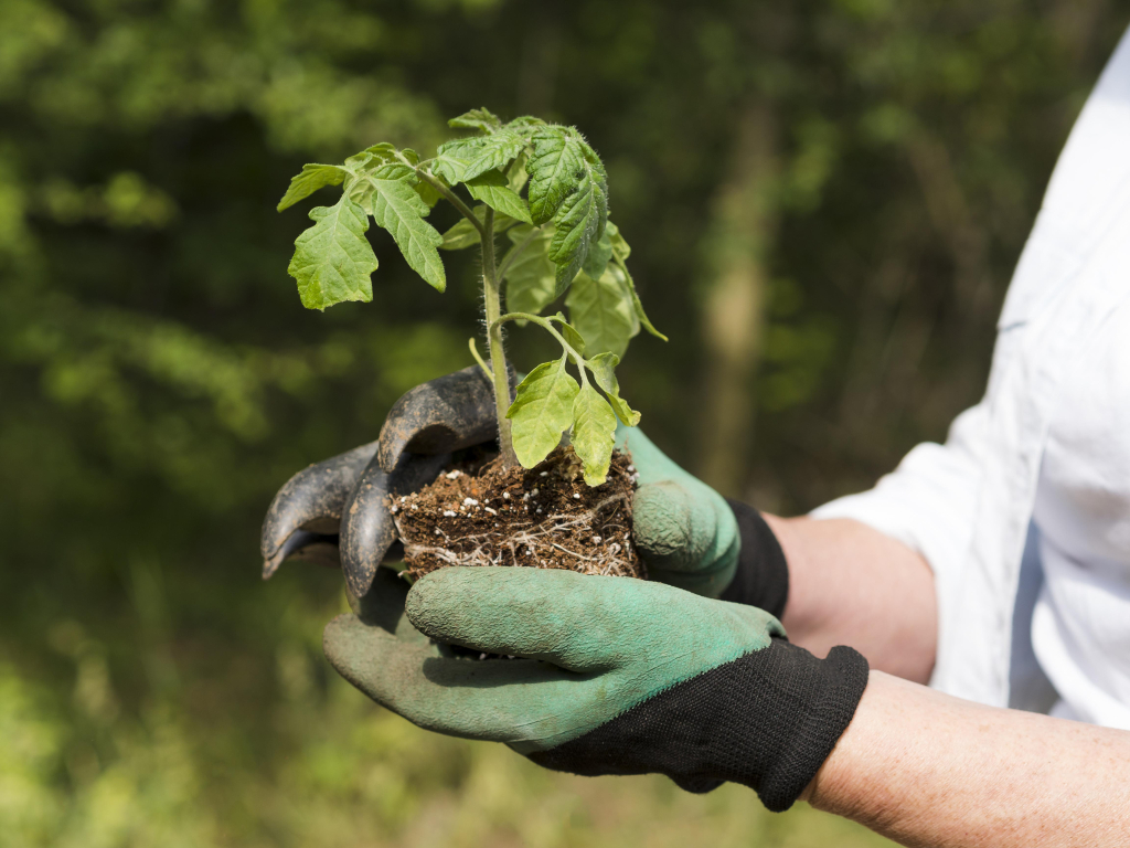 Vegetation Helps Cool the Environment