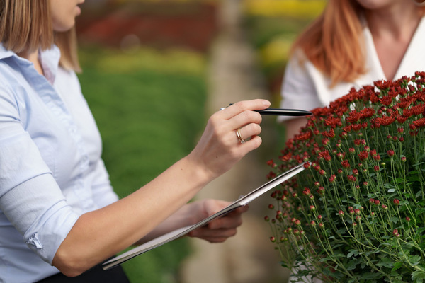 Two women inspecting red chrysanthemums with clipboard and pen.