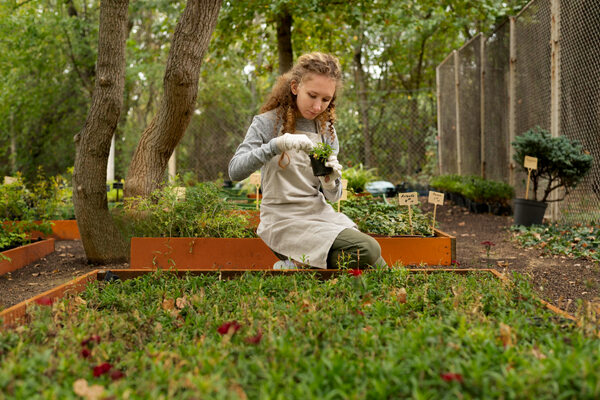 Young girl planting seedlings in raised garden beds.