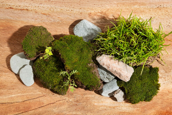 Landscape design sample featuring moss, stones, and greenery.