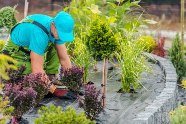 A landscaper planting new plants