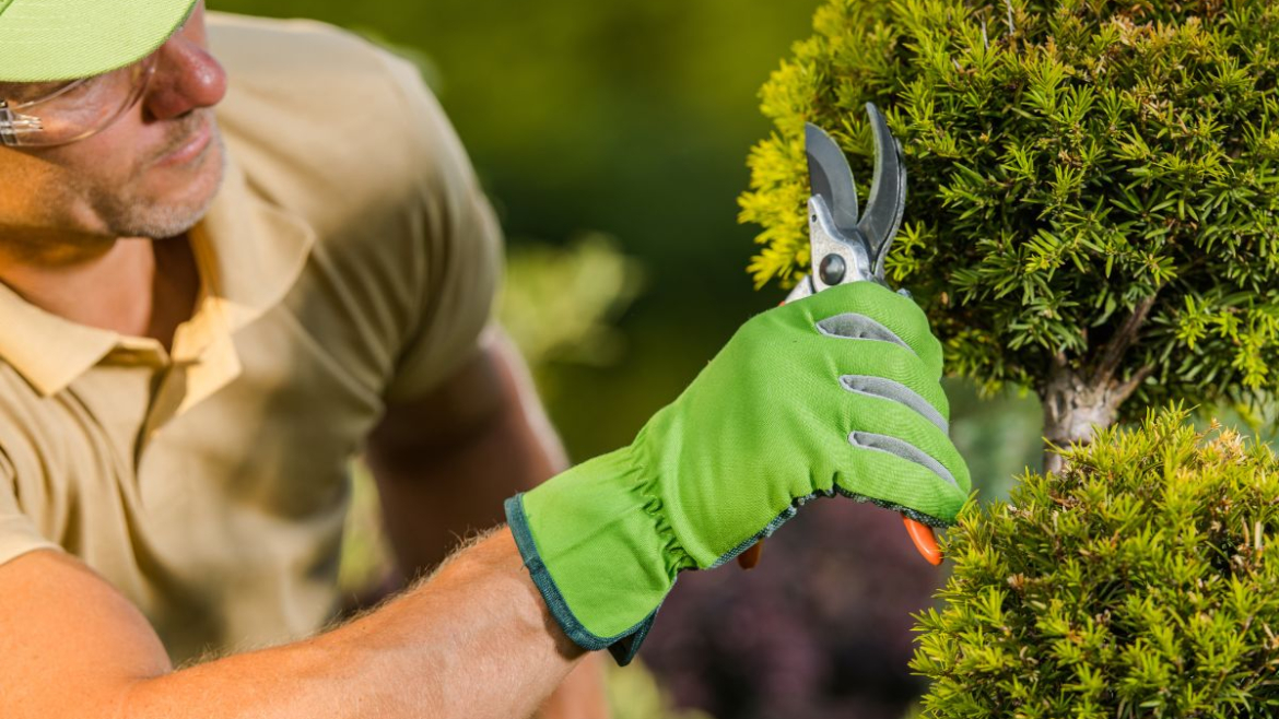 Professional Landscaper: What They Do And Why It Matters?