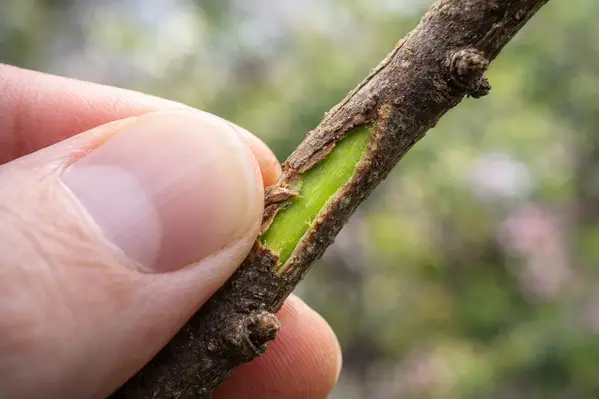 Scratch test showing green tissue on dormant tree branch