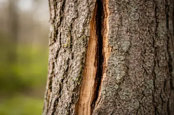 Frost crack winter damage on tree trunk needing assessment