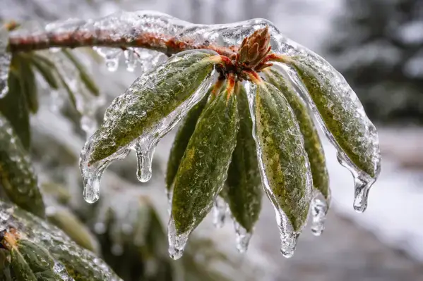 Close-up of ice weight bending rhododendron branch in winter garden