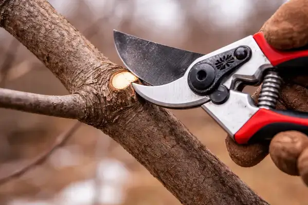 Proper pruning cut on maple branch showing branch collar