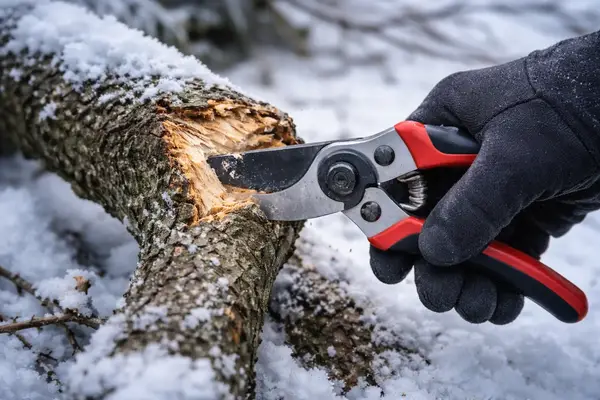 Cracked tree branch union from heavy snow load damage
