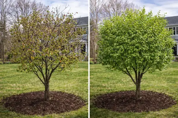 Before and after comparison of diseased vs healthy tree canopy