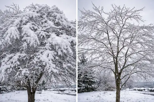 Before and after structural pruning showing ice resistance improvement