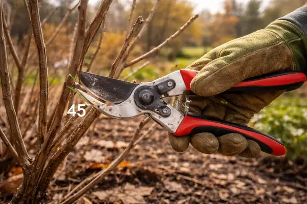 Proper spring pruning technique on dormant shrub