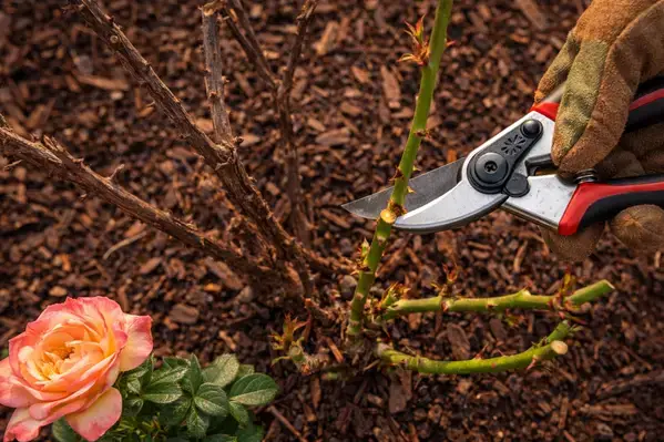 Pruning hybrid tea roses showing dead and live canes