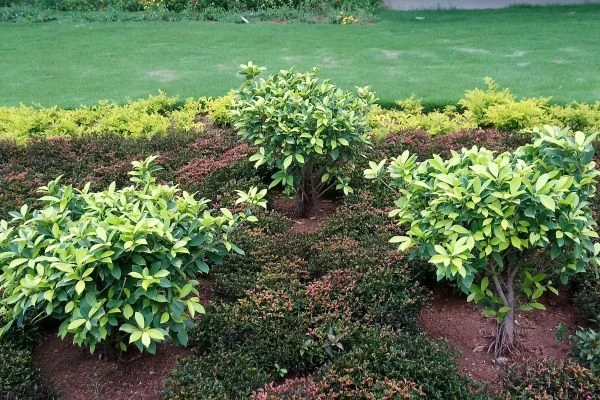 Landscape without ongoing maintenance or care