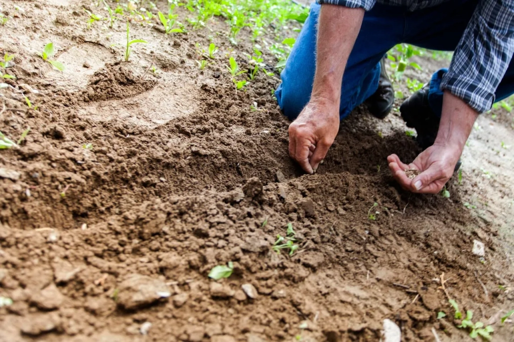 A man planting in the soil

