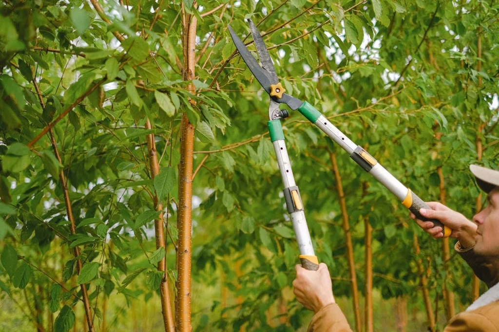 A person pruning a tree