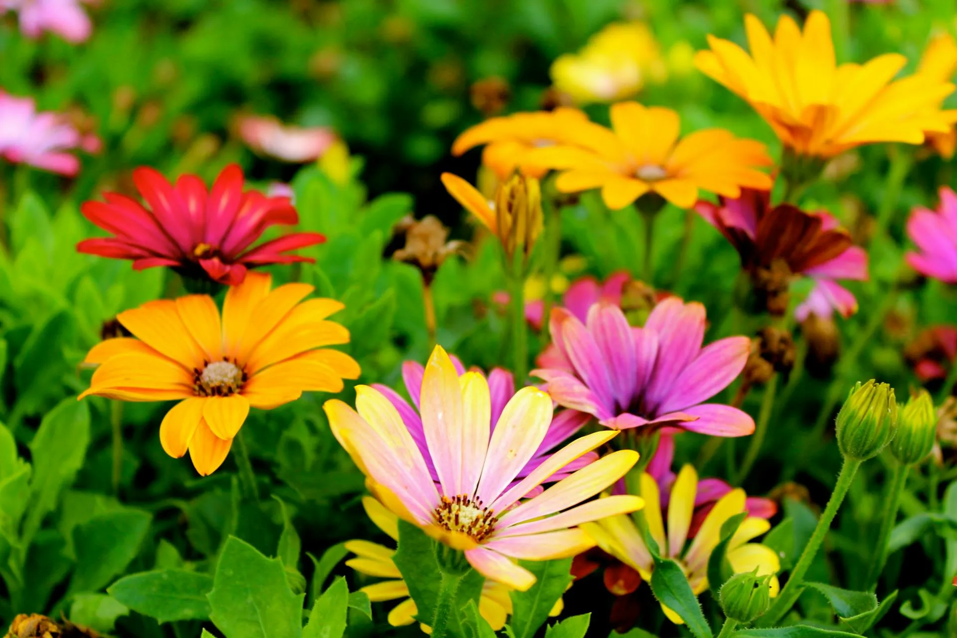 Spring Garden Design Trends For New England Estates