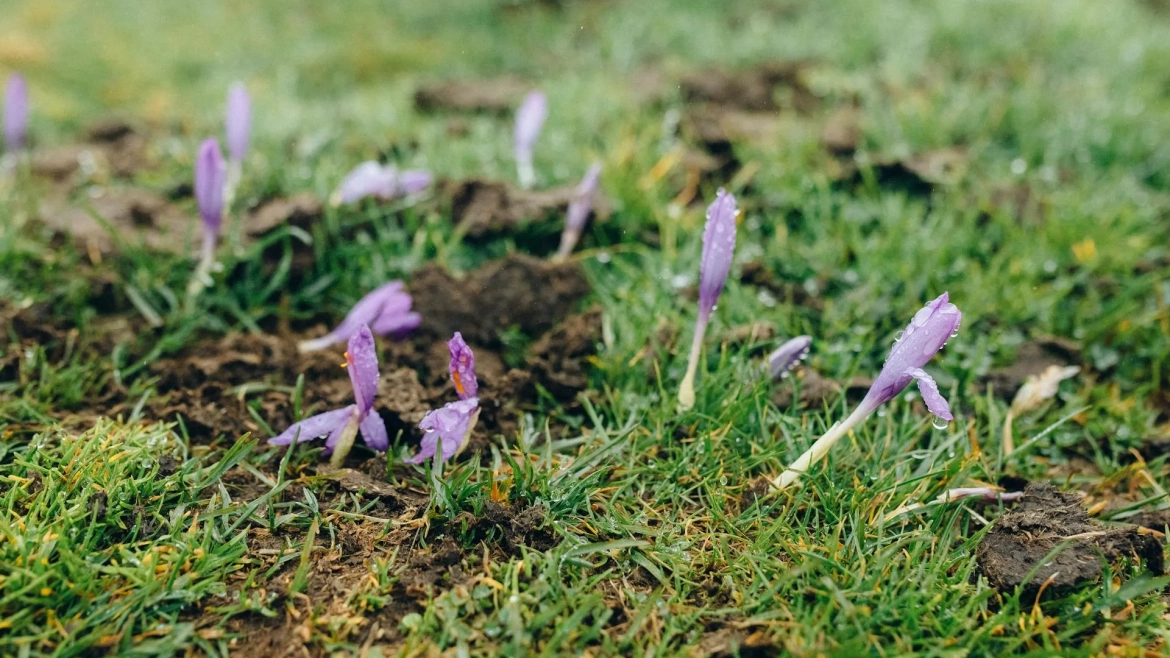 Early Spring Planting: What Thrives In Coastal Rhode Island 