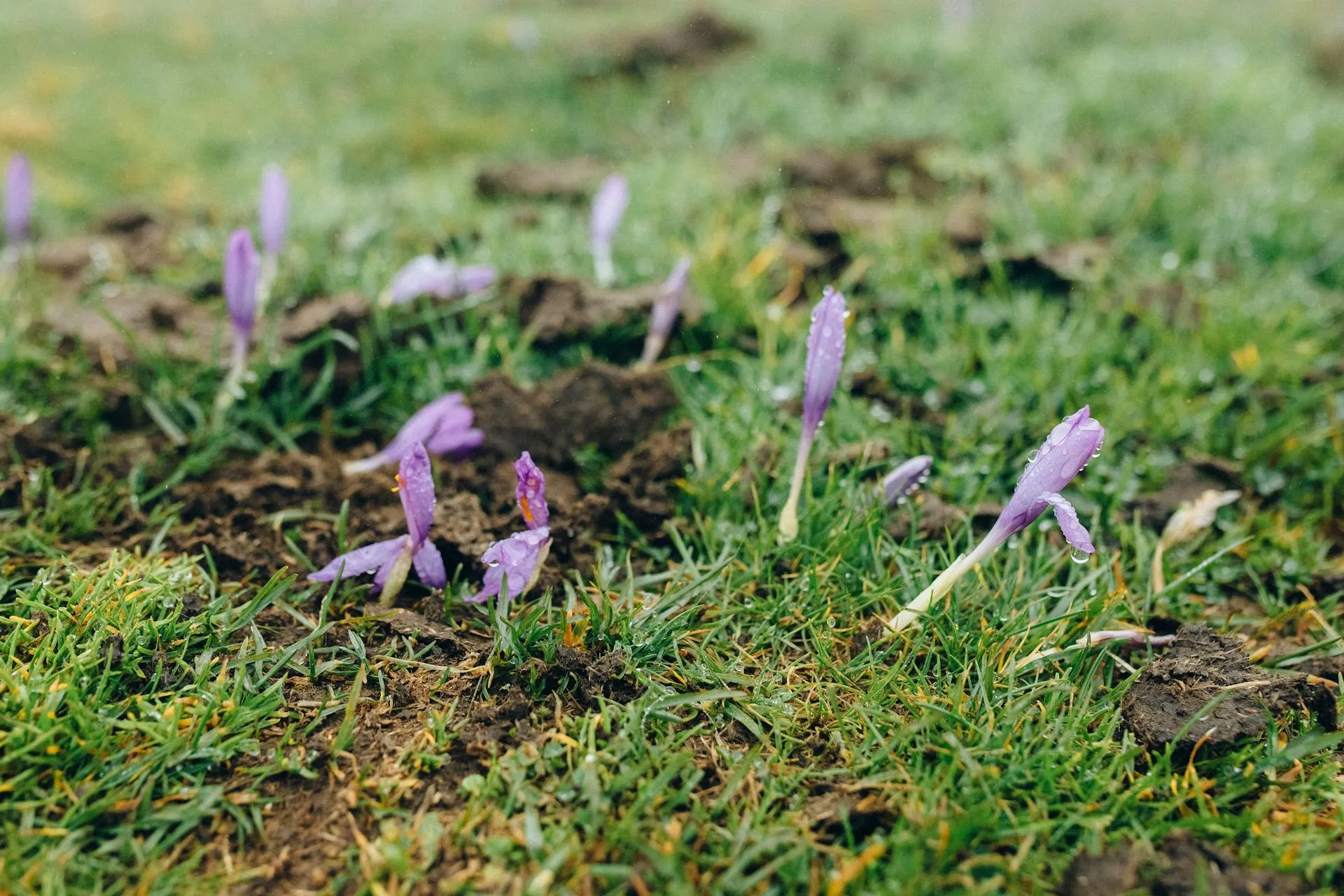 Early Spring Planting: What Thrives In Coastal Rhode Island 